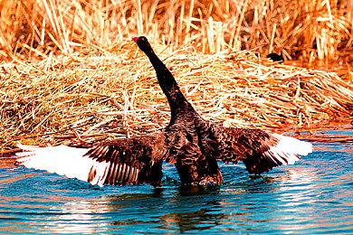 Intel ARC系显卡不再原生支持DirectX 9 但可模拟